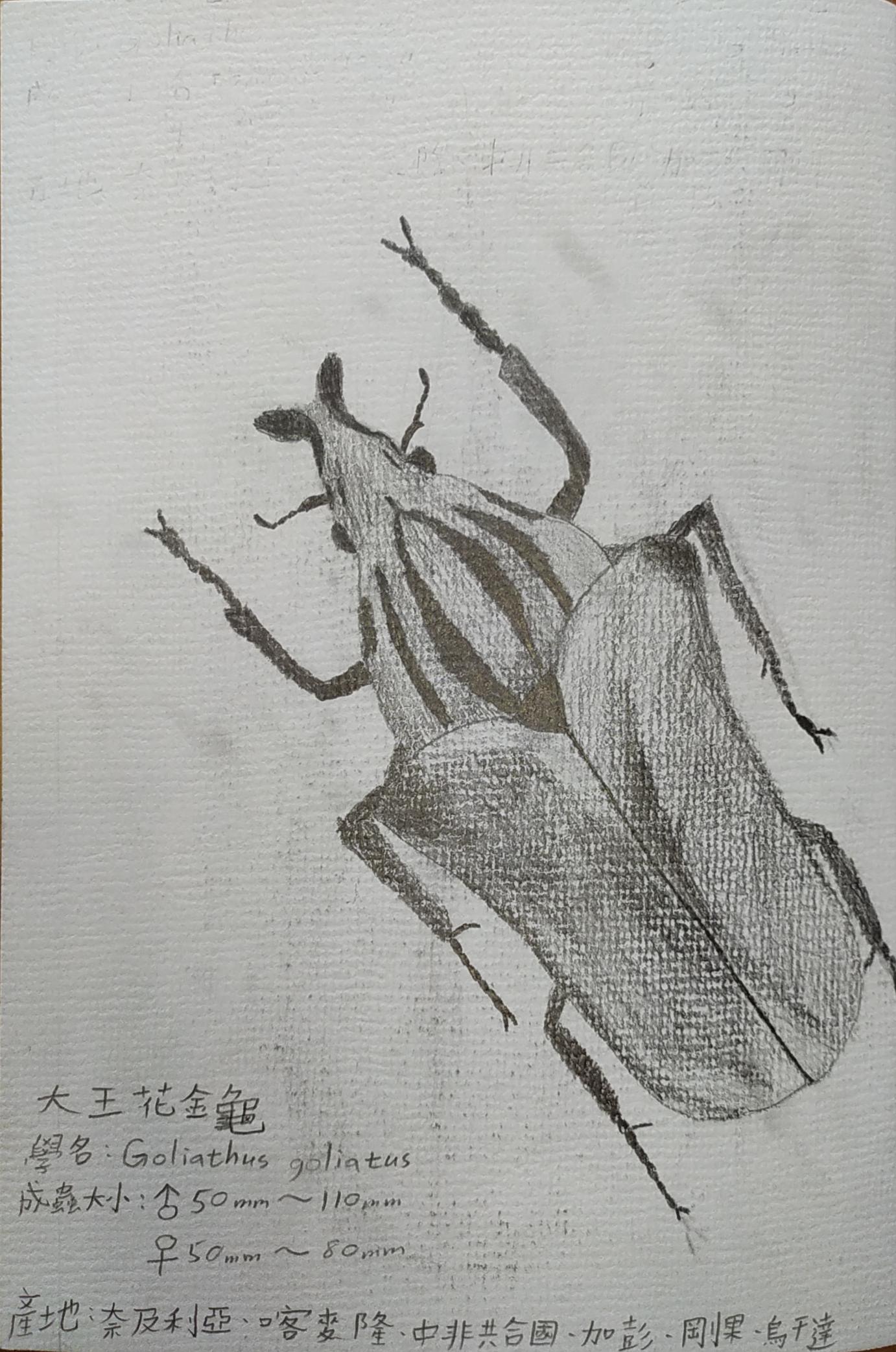 甲蟲圖鑑-3/6
