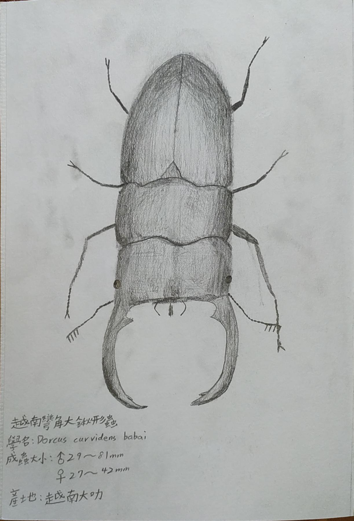 甲蟲圖鑑-5/6